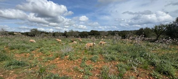 Terreno em Algaida, Spain N.º 16217 6
