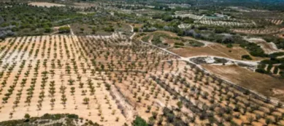  Land in Murcia, Spain No. 135310 3