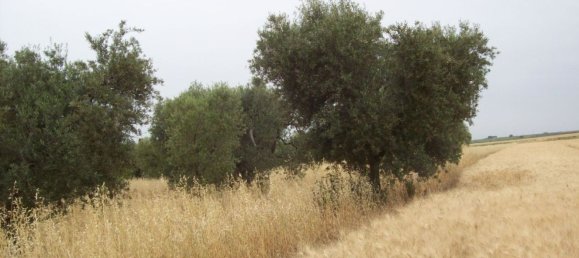 4-salle Appartement à Orta Nova, Italy No. 183731 16