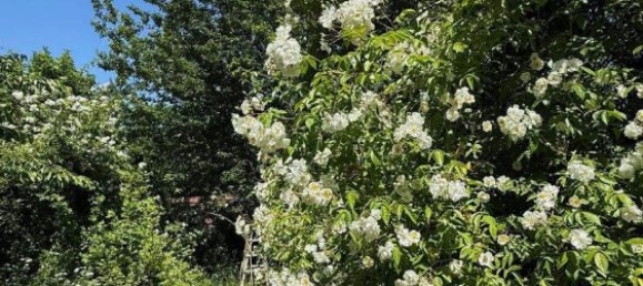 Дом с 5 комнатами в Вайтра, Австрия № 136062 11