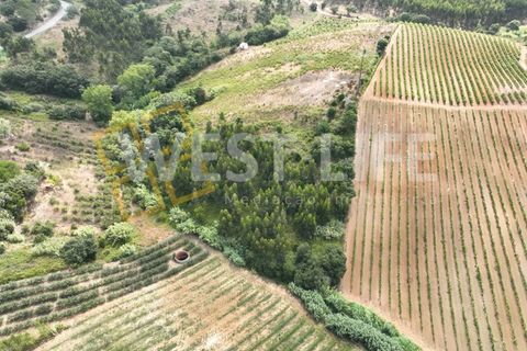 20625m² Land in Mafra, Portugal No. 271834