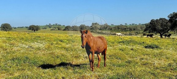 4 bedrooms House in Evora, Portugal No. 64514 50