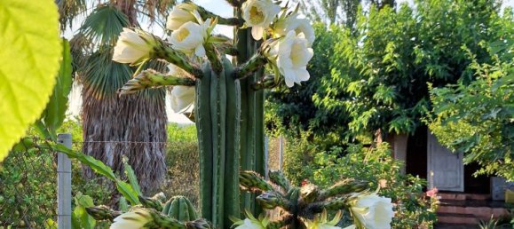 Casa T1 em Llano de Brujas, Spain N.º 150162 11
