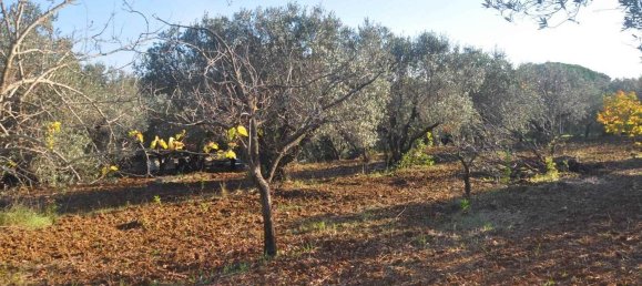 2 rooms House in Rosignano Marittimo, Italy No. 142581 18