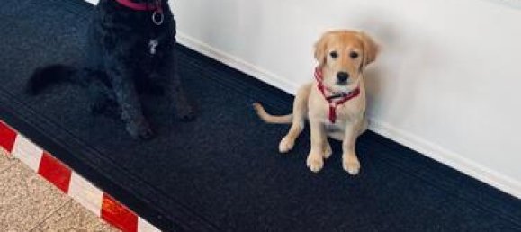 5 rooms House in Freyung-Grafenau, Germany No. 118939 12