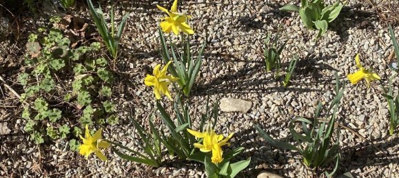 2 chambres Appartement à Wahring, Austria No. 186569 5