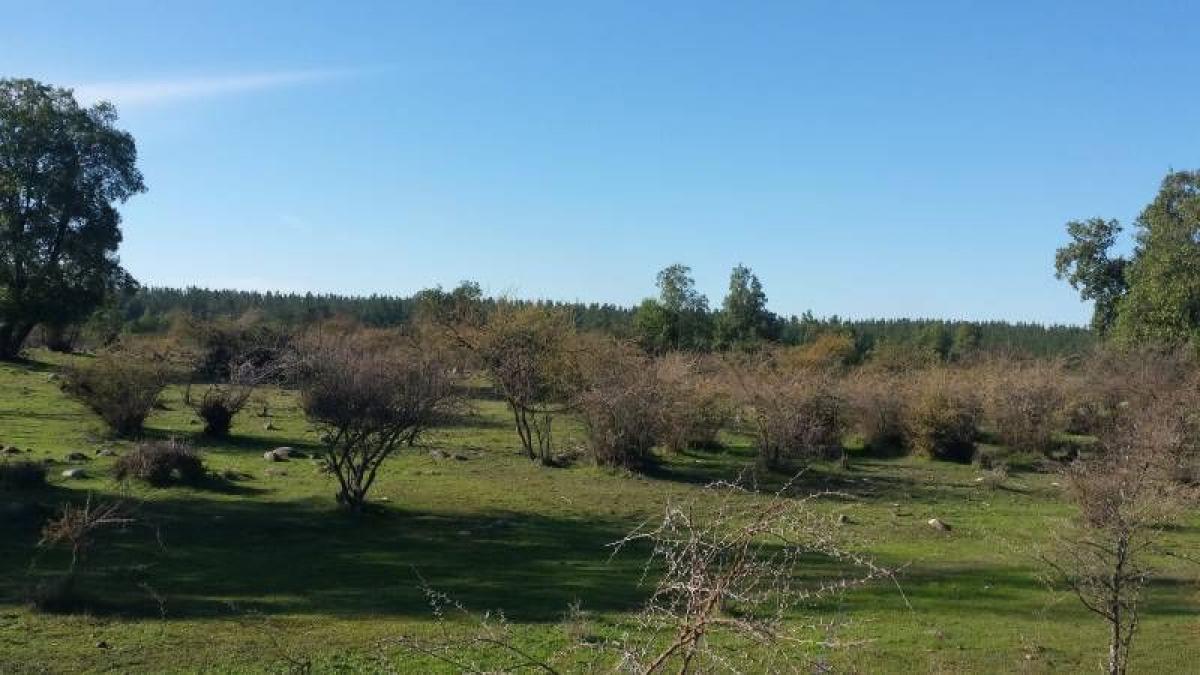  Land in Maule, Chile No. 889