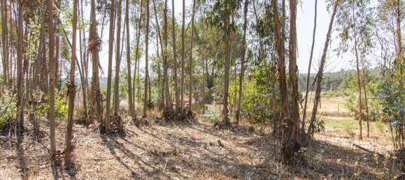 1 bedroom House in Coruche, Portugal No. 176814 8