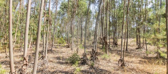 1 bedroom House in Coruche, Portugal No. 176814 7