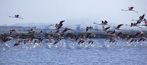 Квартира с 3 спальнями в Санта-Пола, Испания № 4875 6