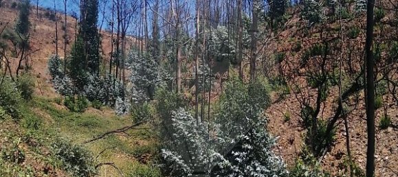  قطعة أرض في Marmelete, Portugal 112500متر مربع رقم 43212 4