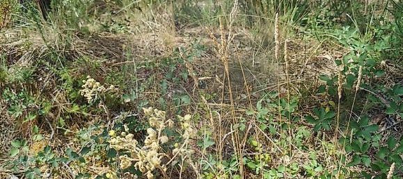 Grundstück in Vila Nova de Poiares, Portugal, Nr. 295321 3