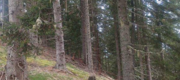 Terrain à Treffen am Ossiacher See, Austria No. 164177 4