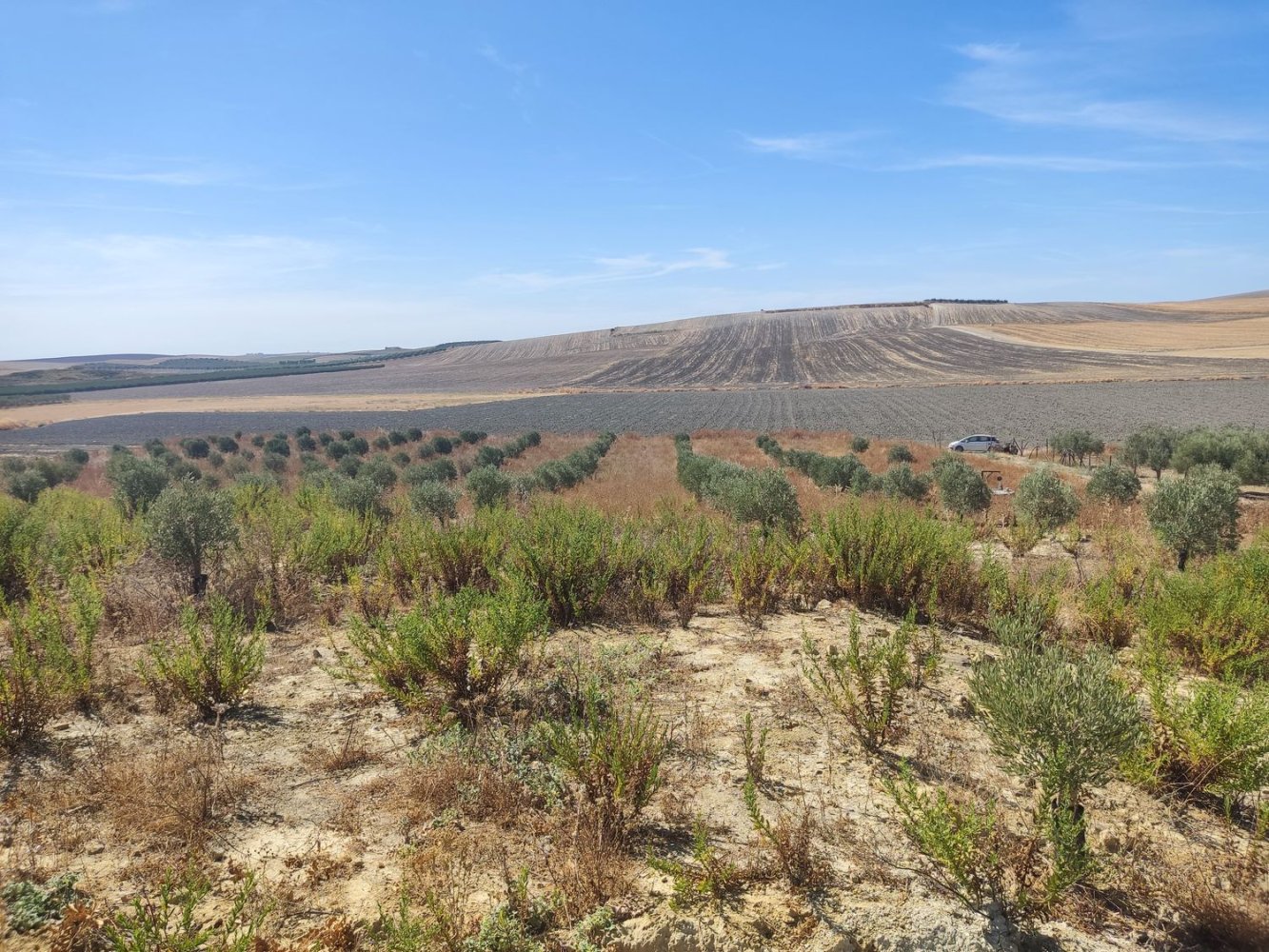  Land in Andalusia, Spain No. 194800