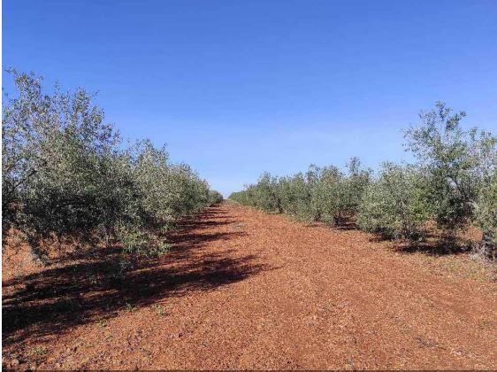 Земельный участок в Бадахос, Испания № 184462