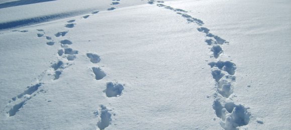 10 rooms House in Alta Val Tidone, Italy No. 173568 16