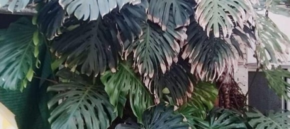 4 bedrooms House in Antella, Spain No. 129414 46