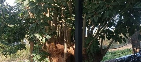 2 غرف نوم منزل في Icod de los Vinos, Spain رقم 162113 19