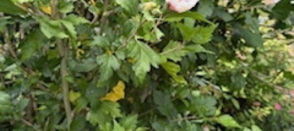 5 rooms House in Raaba-Grambach, Austria No. 221518 44