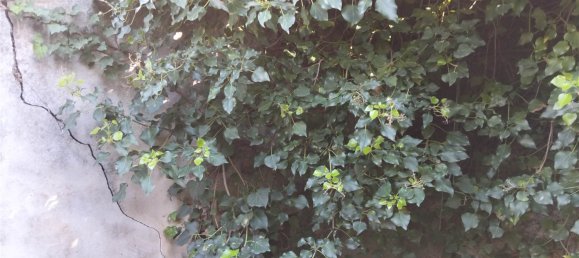 2800m² Land in Misterbianco, Italy No. 51225 6