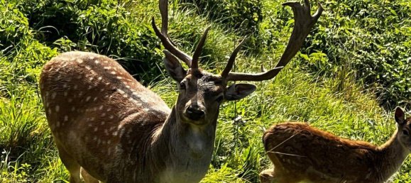Земельный участок в Хардегг, Австрия № 236881 4