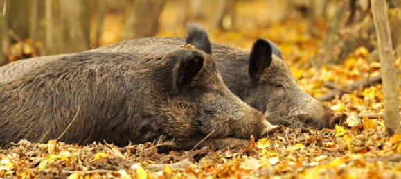 Земельный участок в Хардегг, Австрия № 236881 3