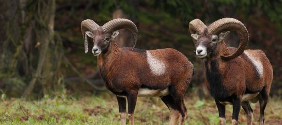 Земельный участок в Хардегг, Австрия № 236881 5