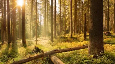 Земельный участок в Хардегг, Австрия № 236881