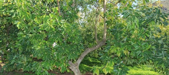 1 bedroom Land in Tolox, Spain No. 85307 66