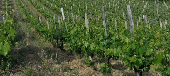 1011m² Land in Montepulciano, Italy No. 58057 16