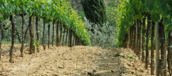 1011m² Land in Montepulciano, Italy No. 58057 4