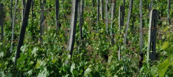 1011m² Land in Montepulciano, Italy No. 58057 10