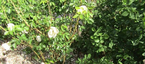 4 chambres Maison à La Romana, Spain No. 94589 38