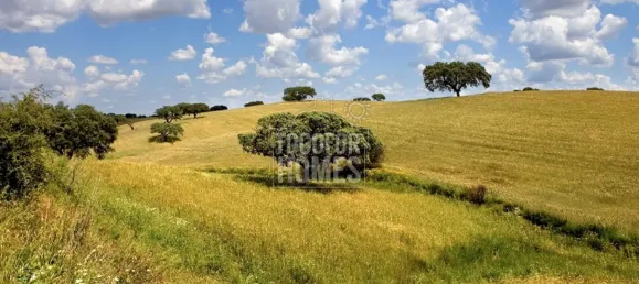 Casa T6 em Portalegre, Portugal N.º 136587 19