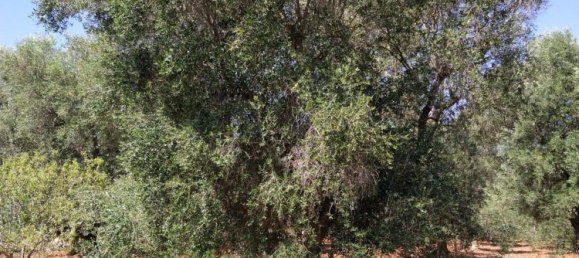 7 rooms Villa in San Vito dei Normanni, Italy No. 89492 27