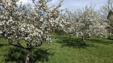 Grundstück in Bad Fischau-Brunn, Austria 984m², Nr. 191433