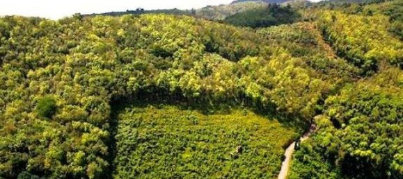 Земельный участок 11824м² в Пляж Лаян, Таиланд № 26008 4