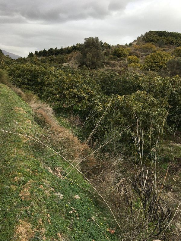  قطعة أرض في Granada, Spain 5486متر مربع رقم 220953