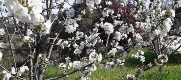 2-Zimmer Haus in Casale Marittimo, Italy, Nr. 221577 3