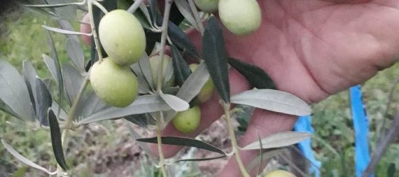 2-Zimmer Haus in Casale Marittimo, Italy, Nr. 221577 7