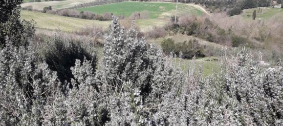 2-Zimmer Haus in Casale Marittimo, Italy, Nr. 221577 10