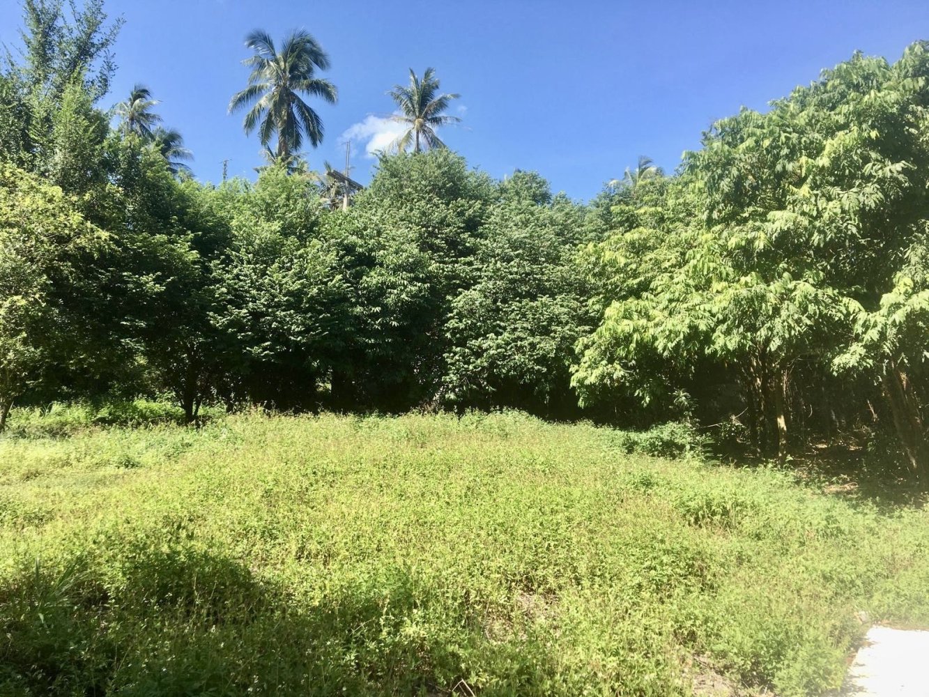 Земельный участок в Самуй, Таиланд № 66929