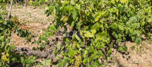 Grundstück in Torres Vedras, Portugal, Nr. 81359 17