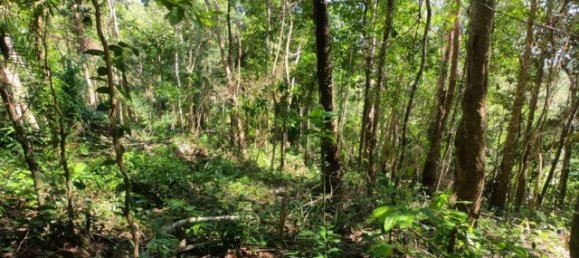 6400m² Commercial property in Nai Yang, Thailand No. 12506 14