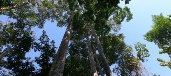 6400m² Commercial property in Nai Yang, Thailand No. 12506 2