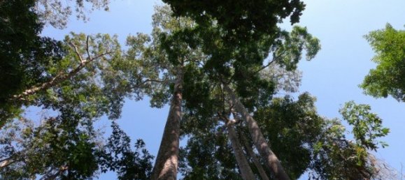 6400m² Commercial property in Nai Yang, Thailand No. 12506 15