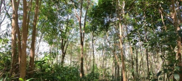 6400m² Commercial property in Nai Yang, Thailand No. 12506 17