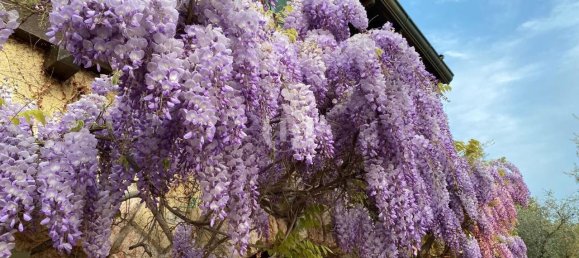 15 rooms Villa in Lazise, Italy No. 9276 7