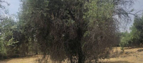 6000m² Land in Ragalna, Italy No. 283153 4