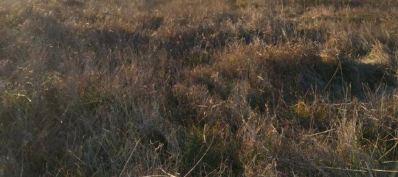 Grundstück in Carcaboso, Spain 7499m², Nr. 110556 7